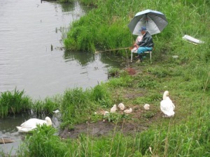 雨の日の白鳥と釣り人